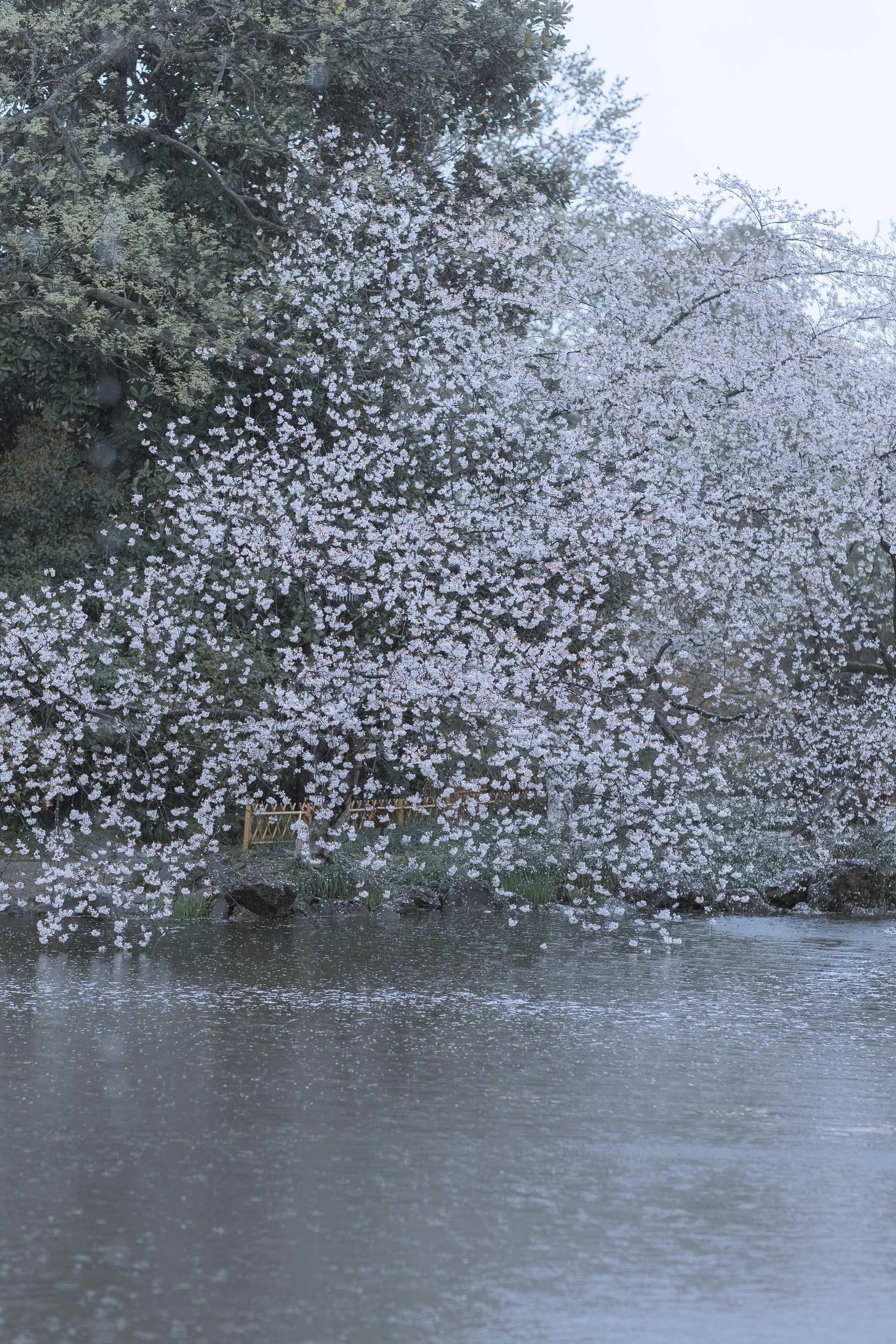 [艺图语] 2022.05.25 雨樱花 眸小妖 [46P]插图8